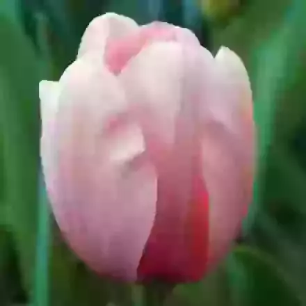 Salmon Impression